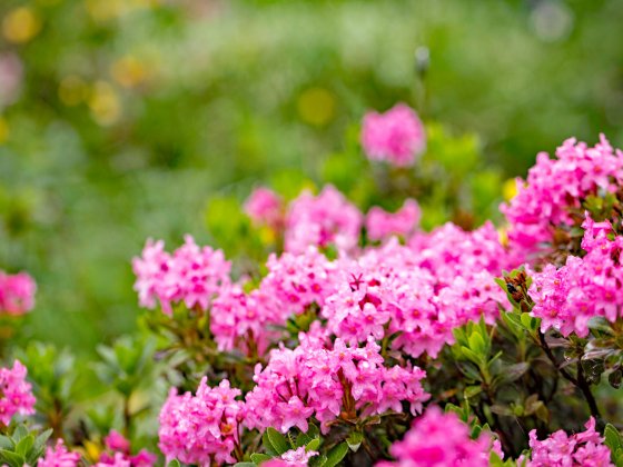 rauris fruehling fruehsommer salzburger land 3